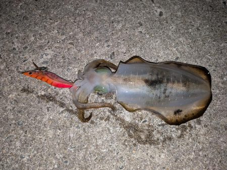 淡路島エギングリベンジ